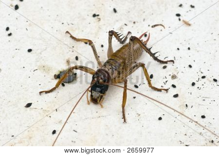WETA