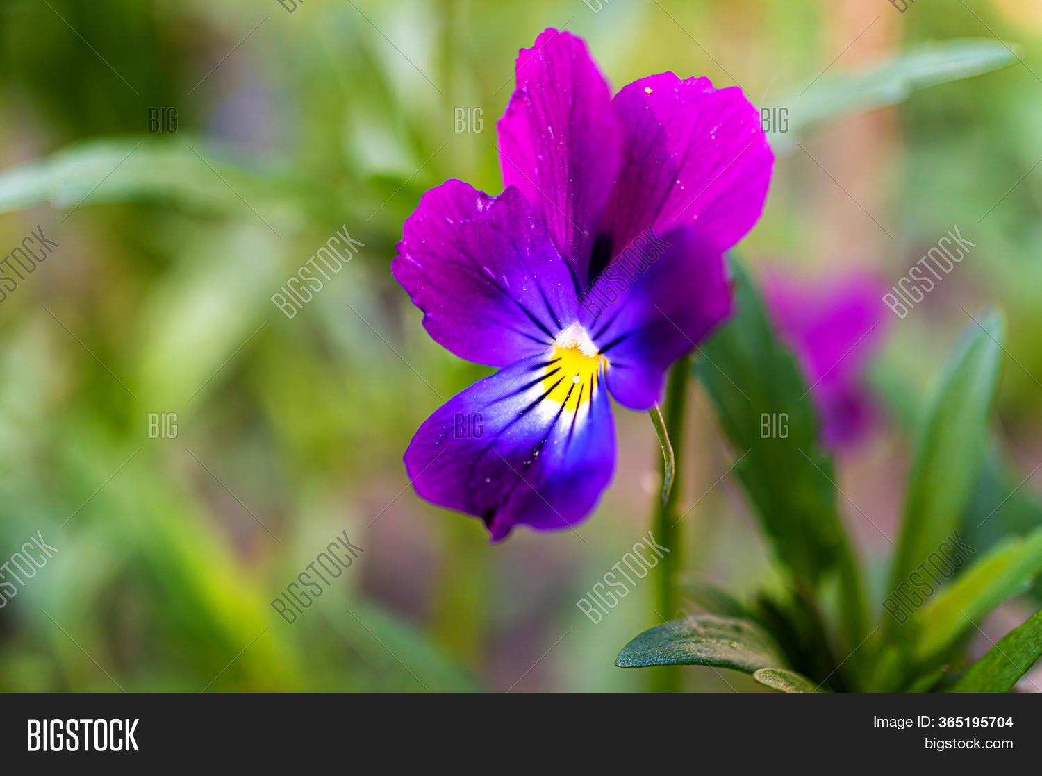 Purple Pansy Viola Image & Photo (Free Trial) Bigstock