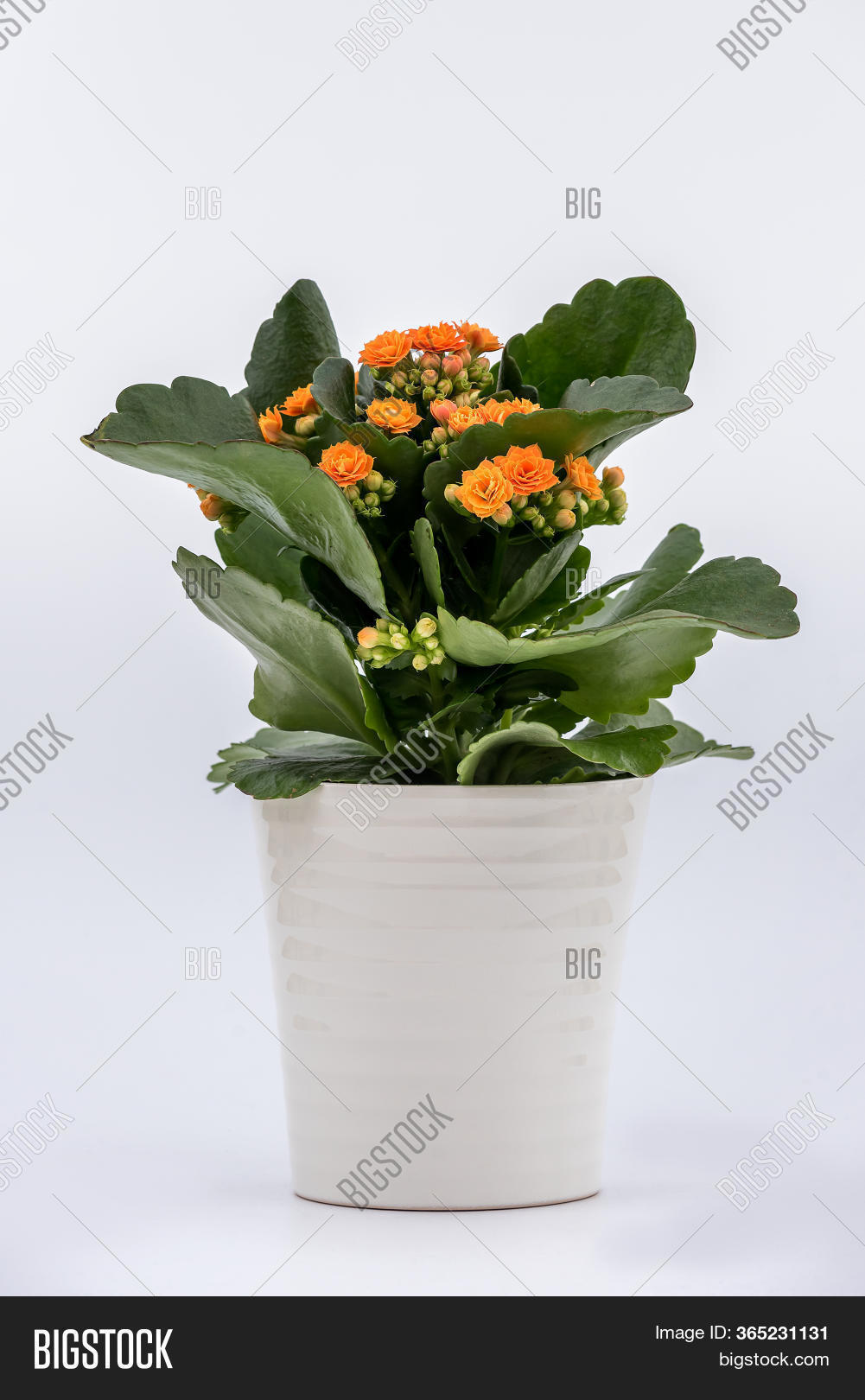 Flaming Katy Plant Image & Photo (Free Trial) Bigstock