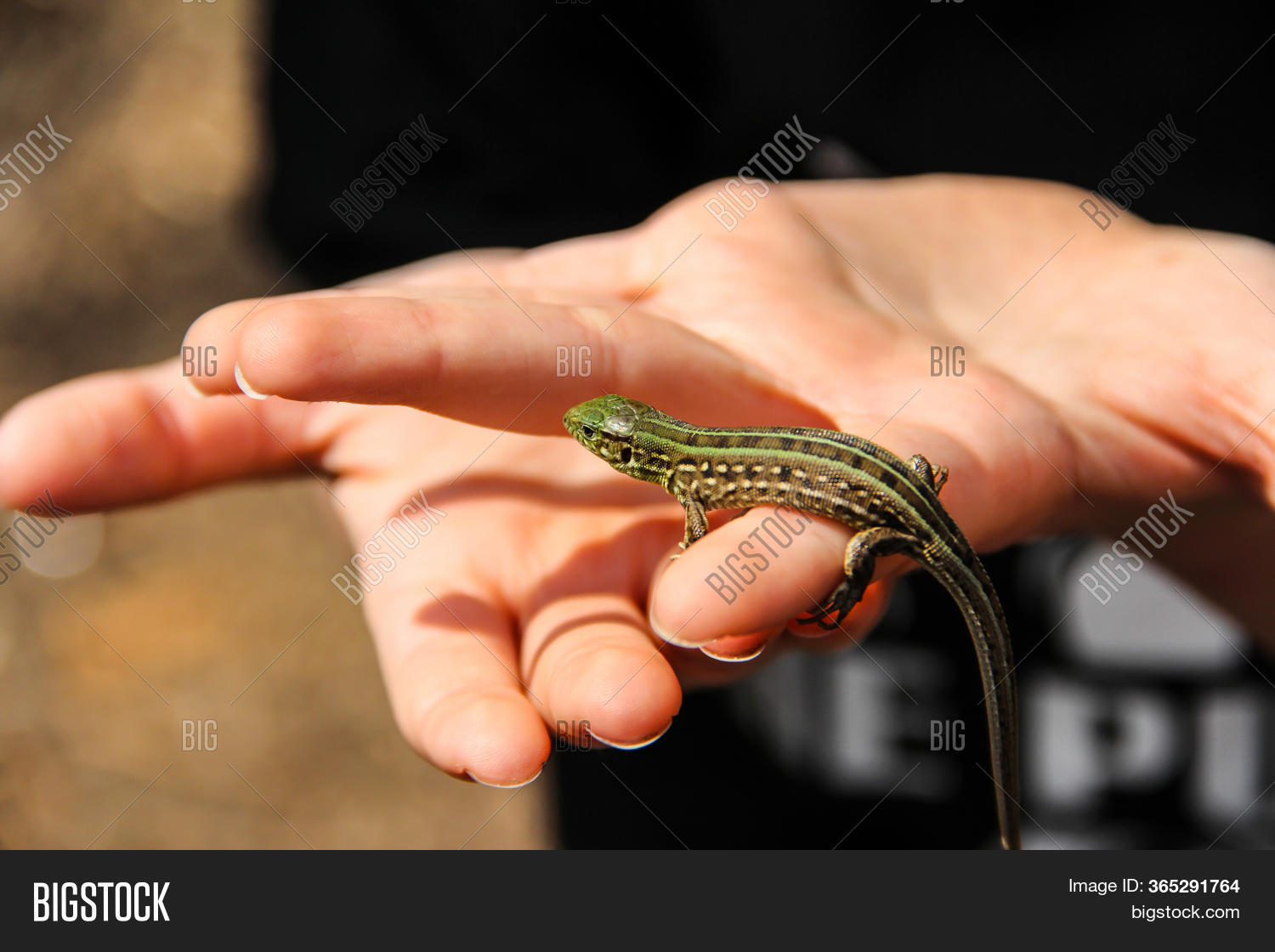 Green Lizard Hands Image & Photo (Free Trial) Bigstock