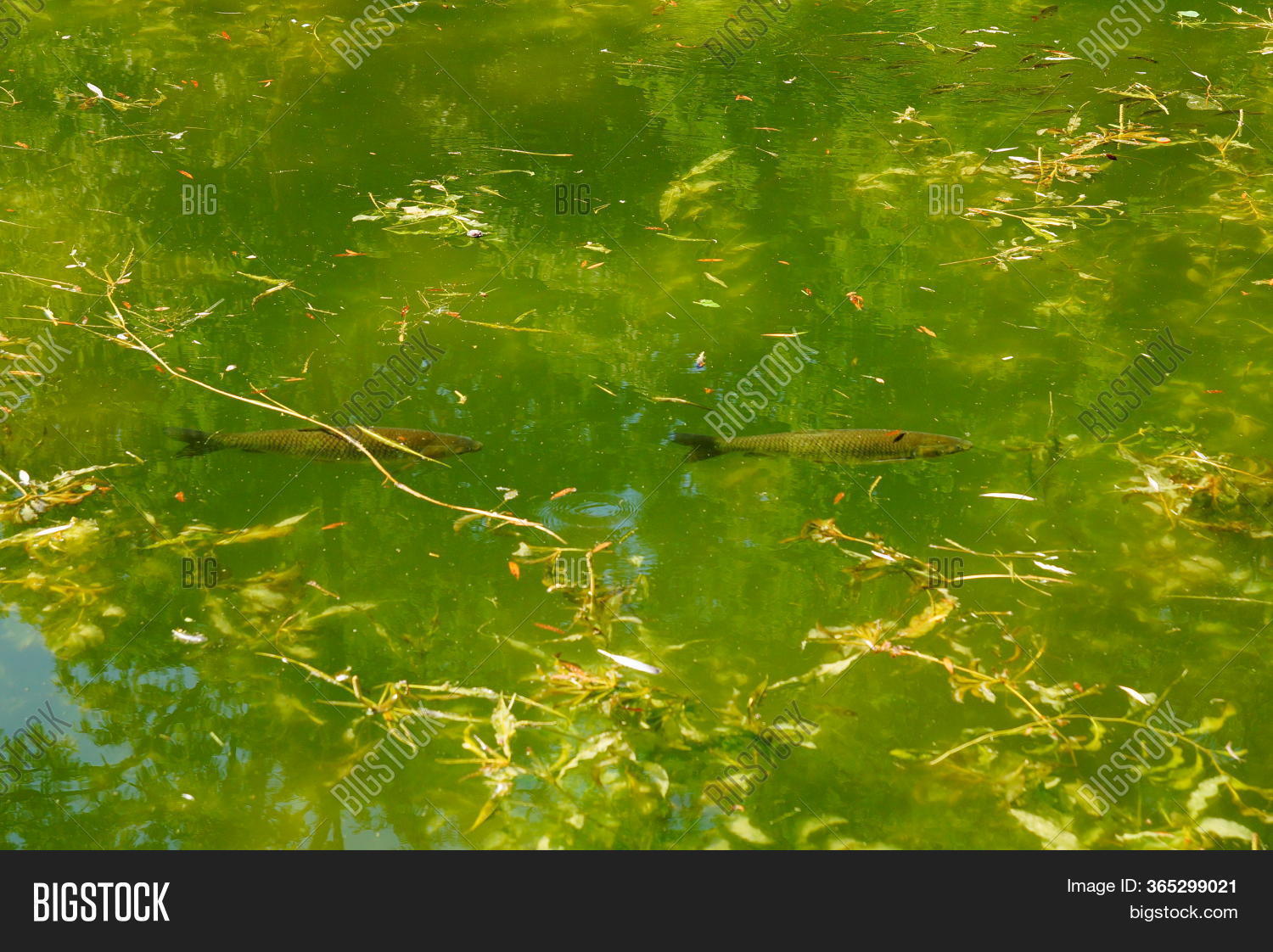 Two Fish Swim Pond One Image & Photo (Free Trial) | Bigstock