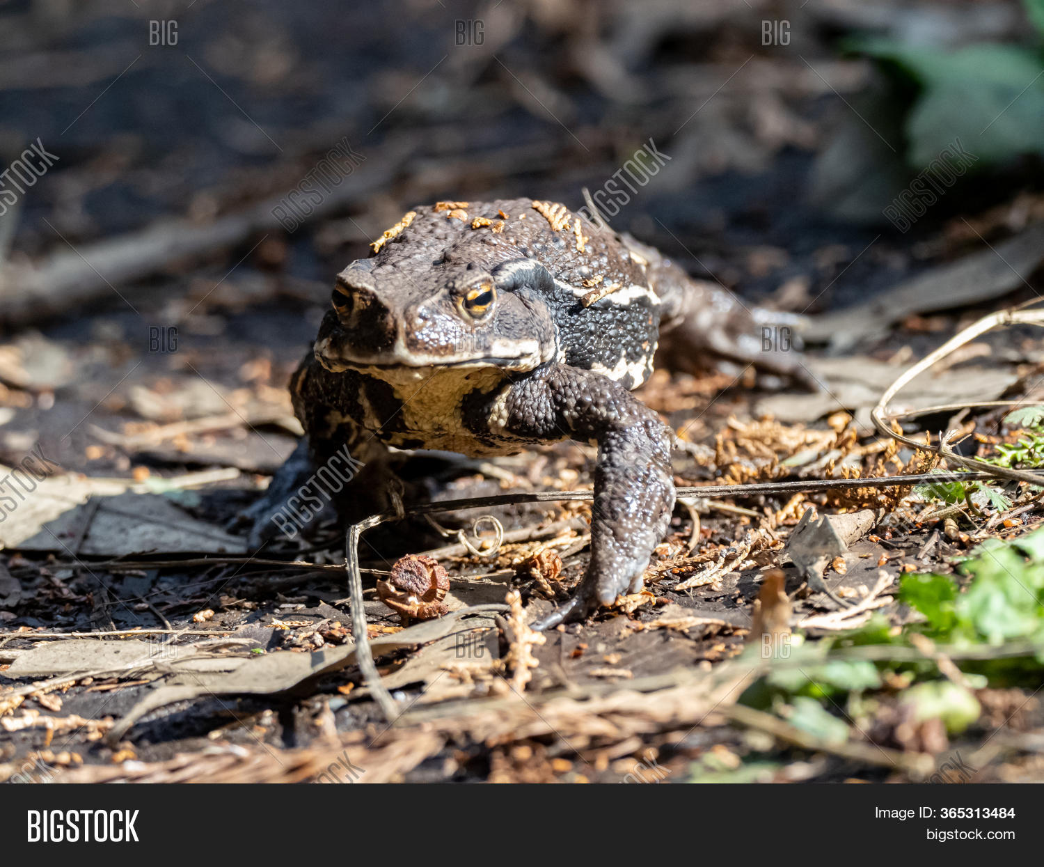 Japanese Common Toad, Image & Photo (Free Trial) Bigstock