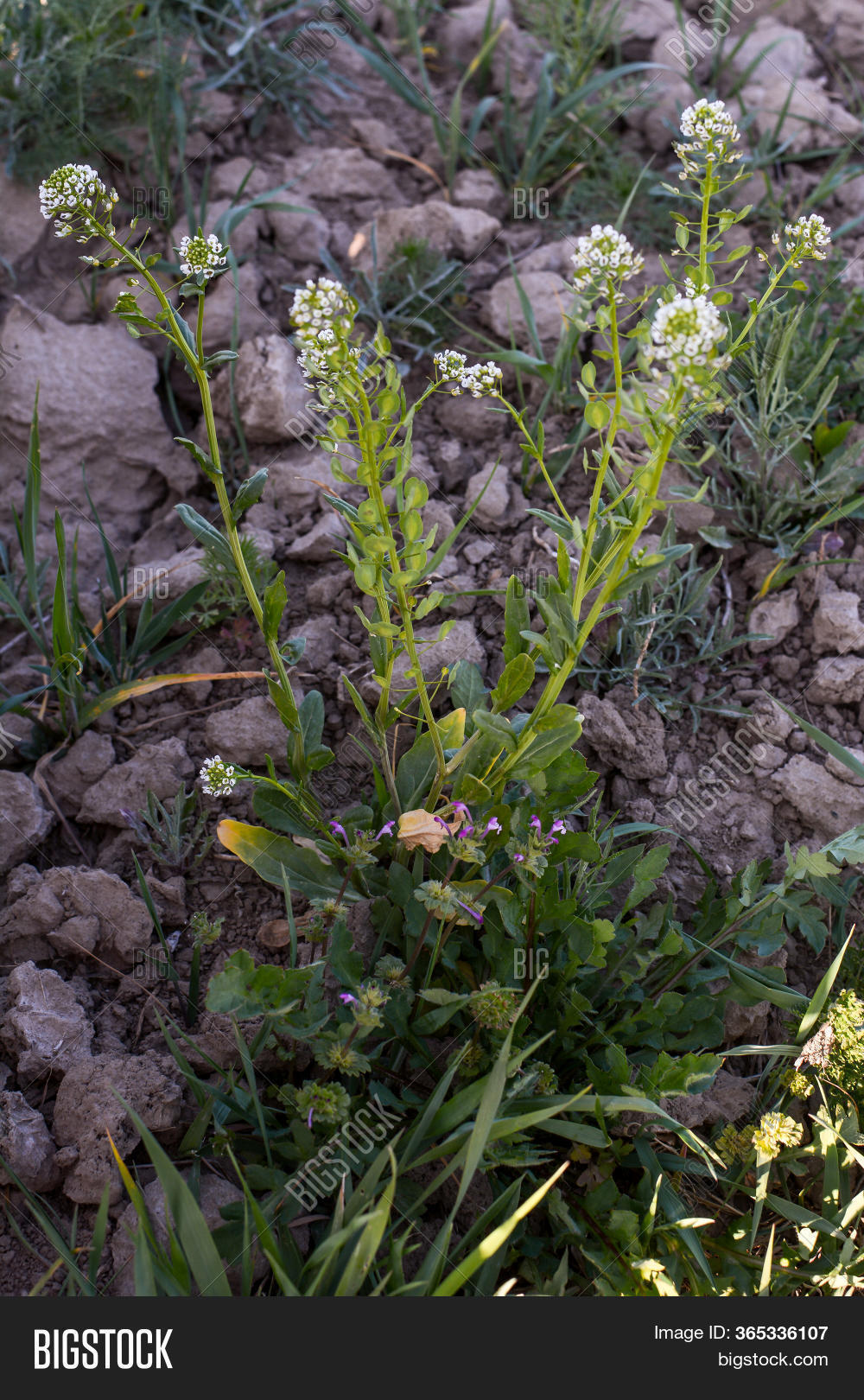 Field Pennycress ( Image & Photo (Free Trial) Bigstock