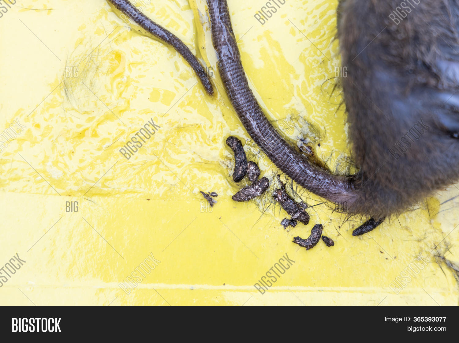 Close On Rat Feces, Image & Photo (Free Trial) Bigstock