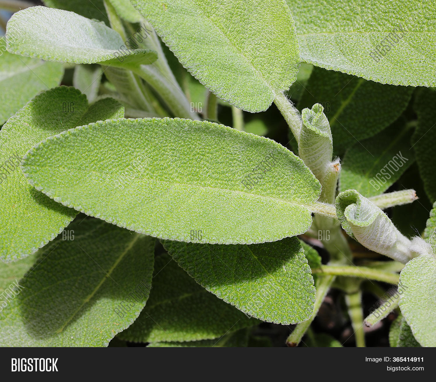 Large Green Sage Leaf Image & Photo (Free Trial) Bigstock