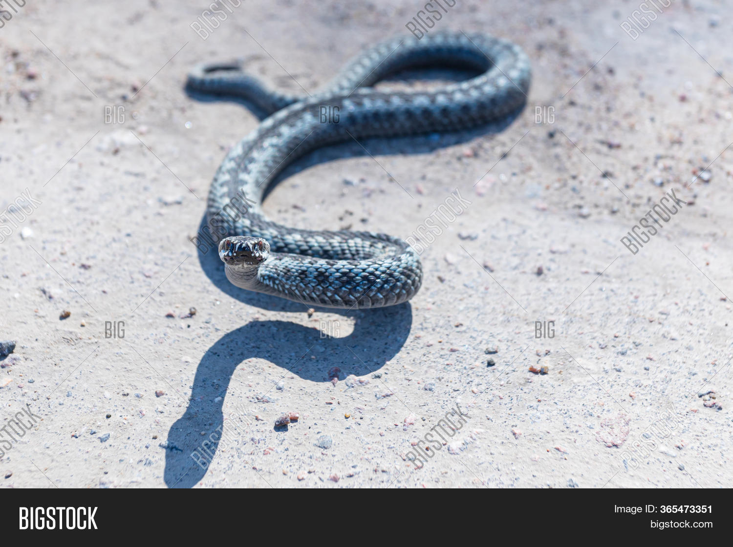Grey Viper Adder Image & Photo (Free Trial) | Bigstock