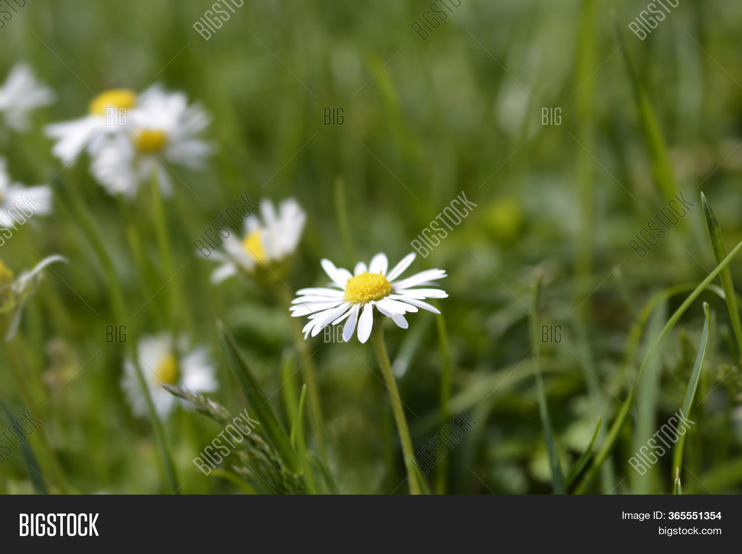 Common Daisy Latin Image & Photo (Free Trial) Bigstock