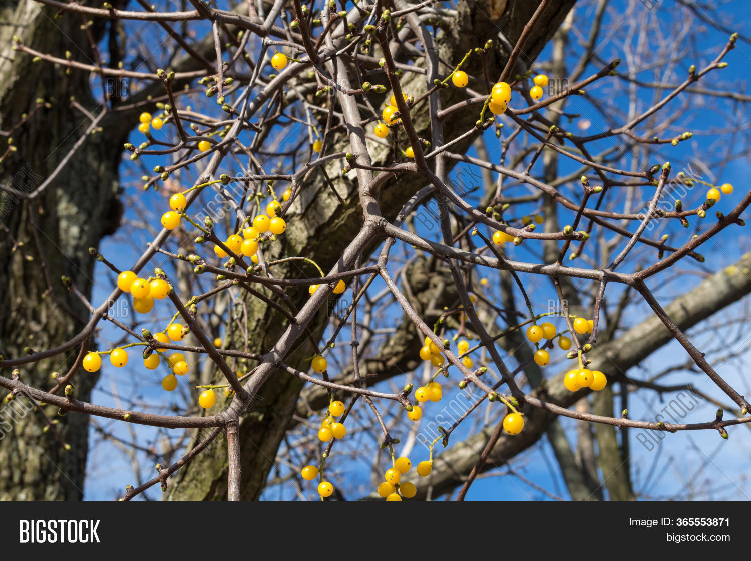 Yellow Berries Image & Photo (Free Trial) Bigstock