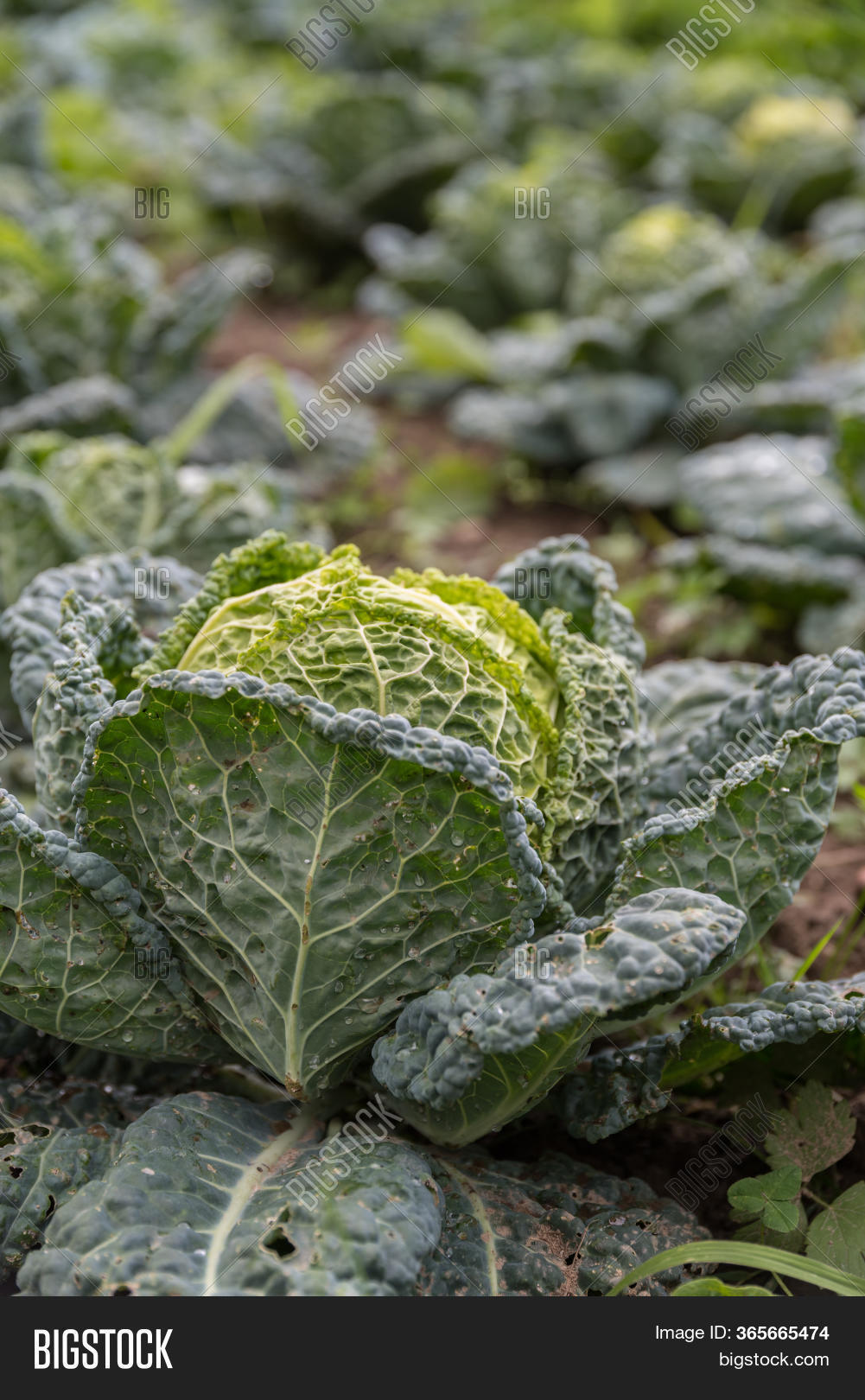 Field Crop Cabbage Image & Photo (Free Trial) Bigstock