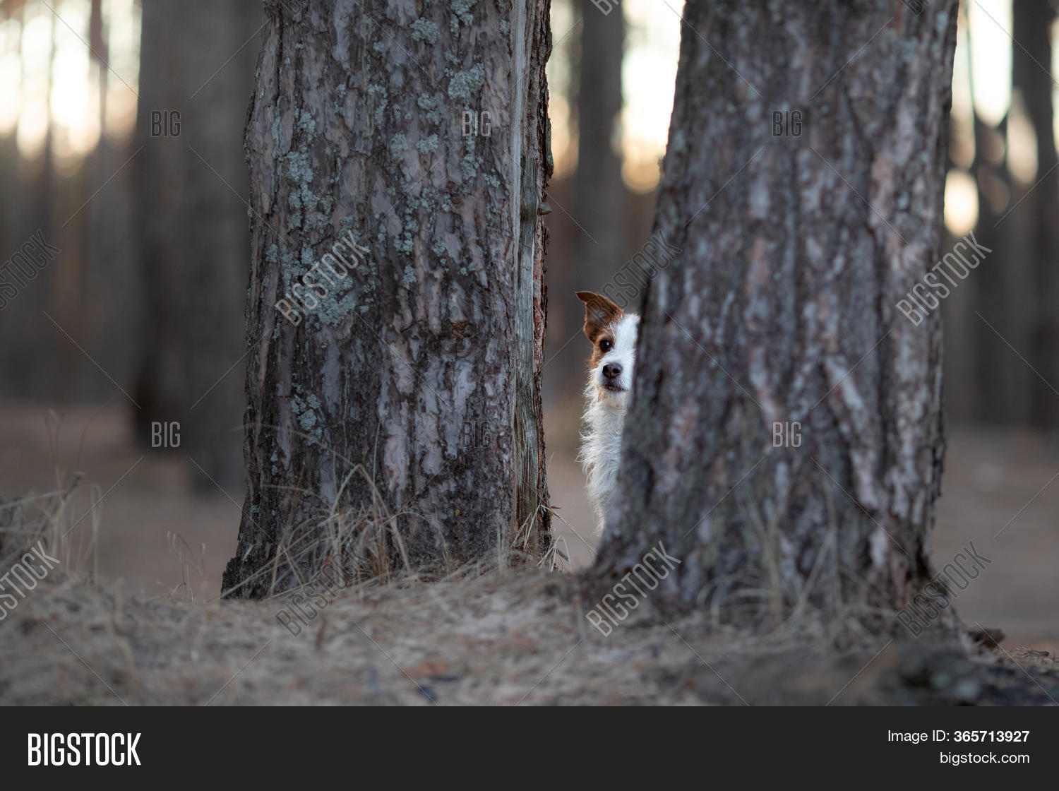Dog Hiding Behind Tree Image & Photo (Free Trial) | Bigstock