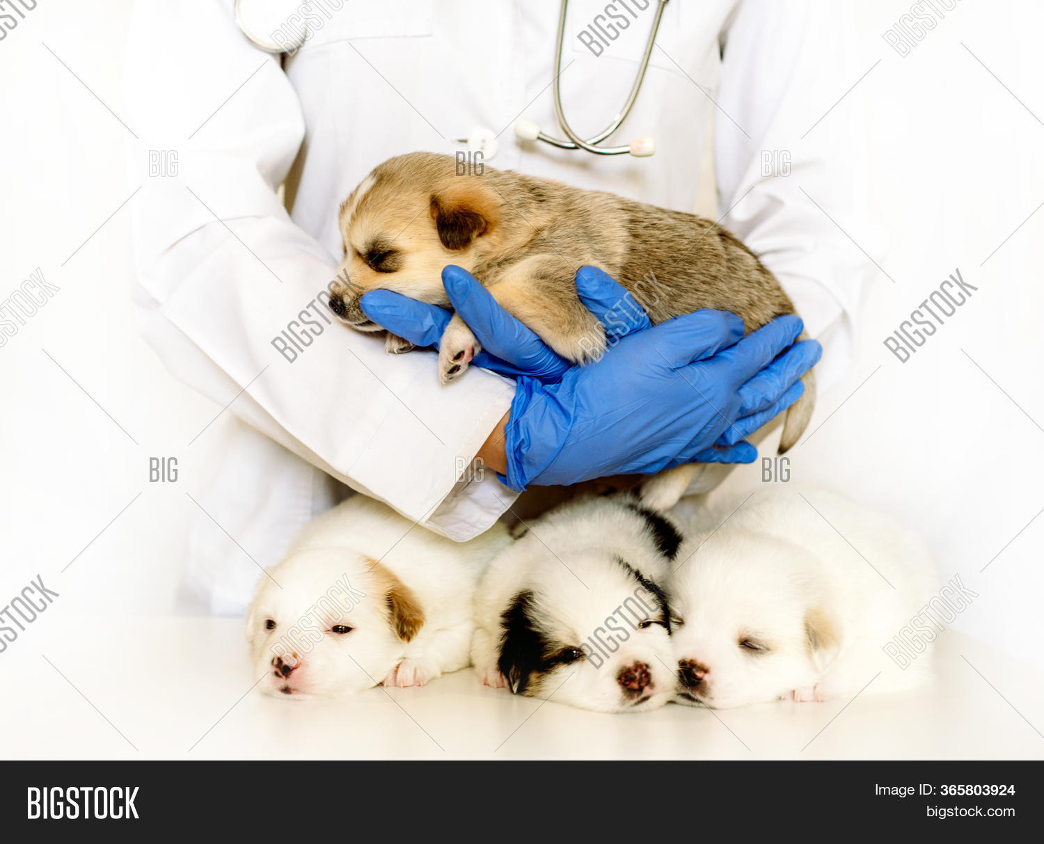 Cute Puppy On Hands Image & Photo (Free Trial) | Bigstock