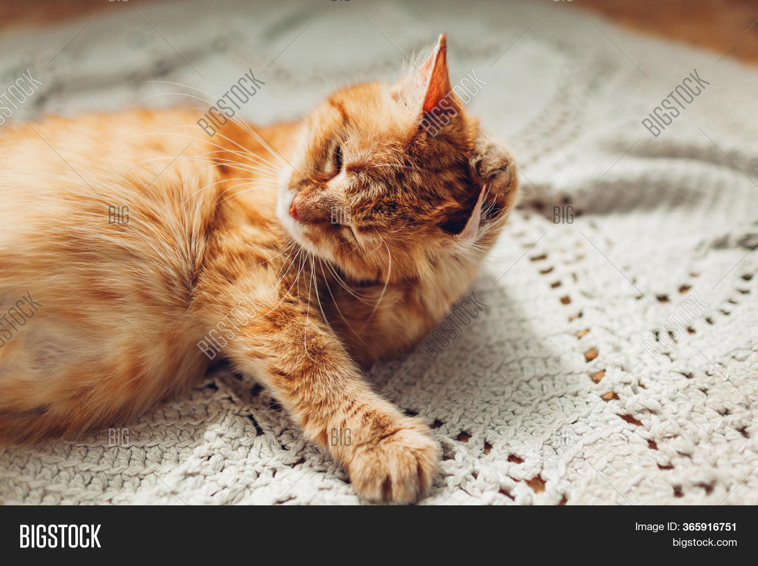 Ginger Cat Washing Ear Image & Photo (Free Trial) Bigstock