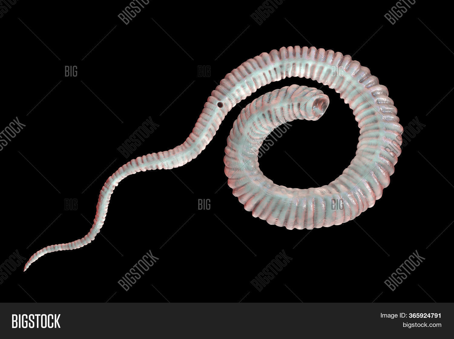 Dracunculus Medinensis Image & Photo (Free Trial) Bigstock