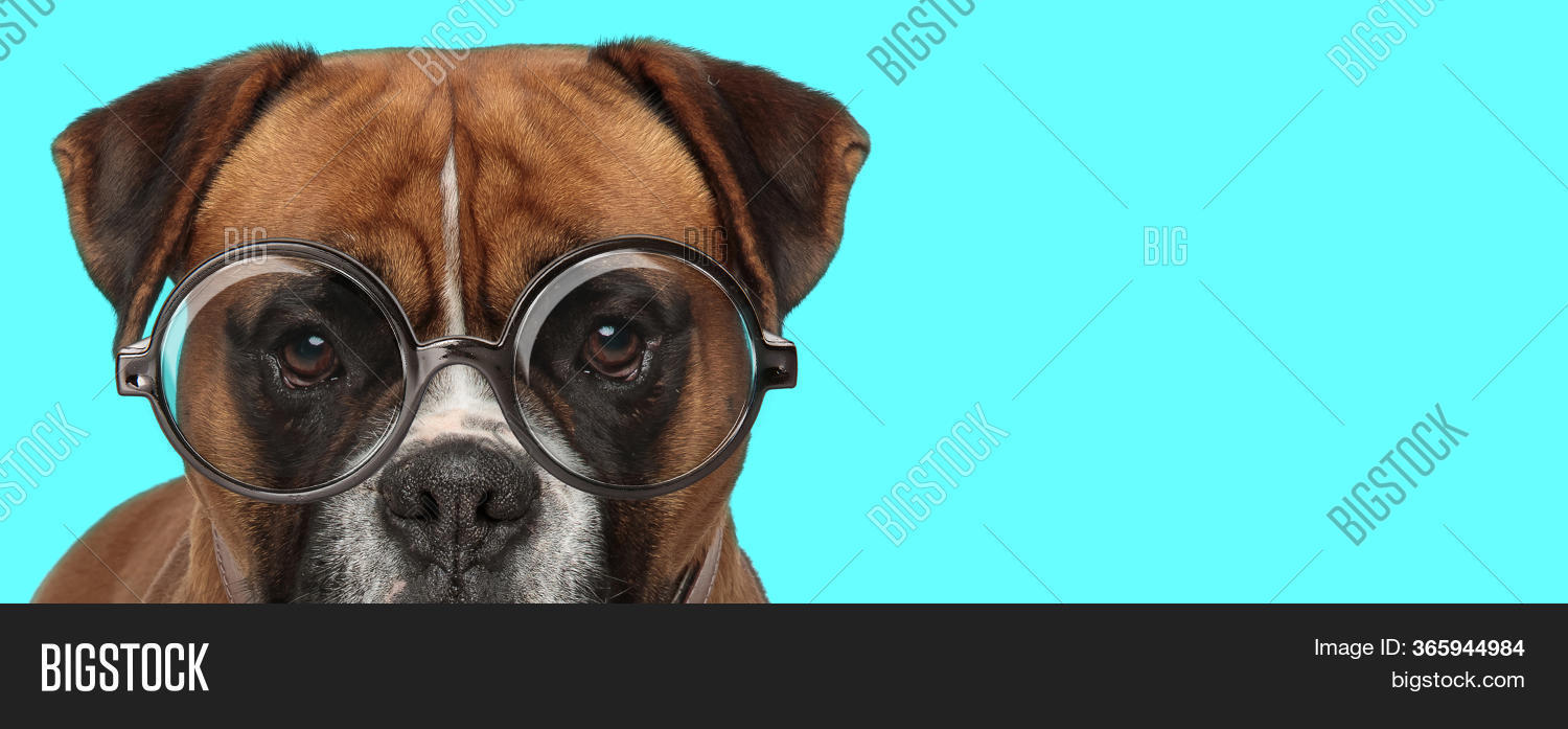 Adorable Nerdy Boxer Image & Photo (Free Trial) | Bigstock