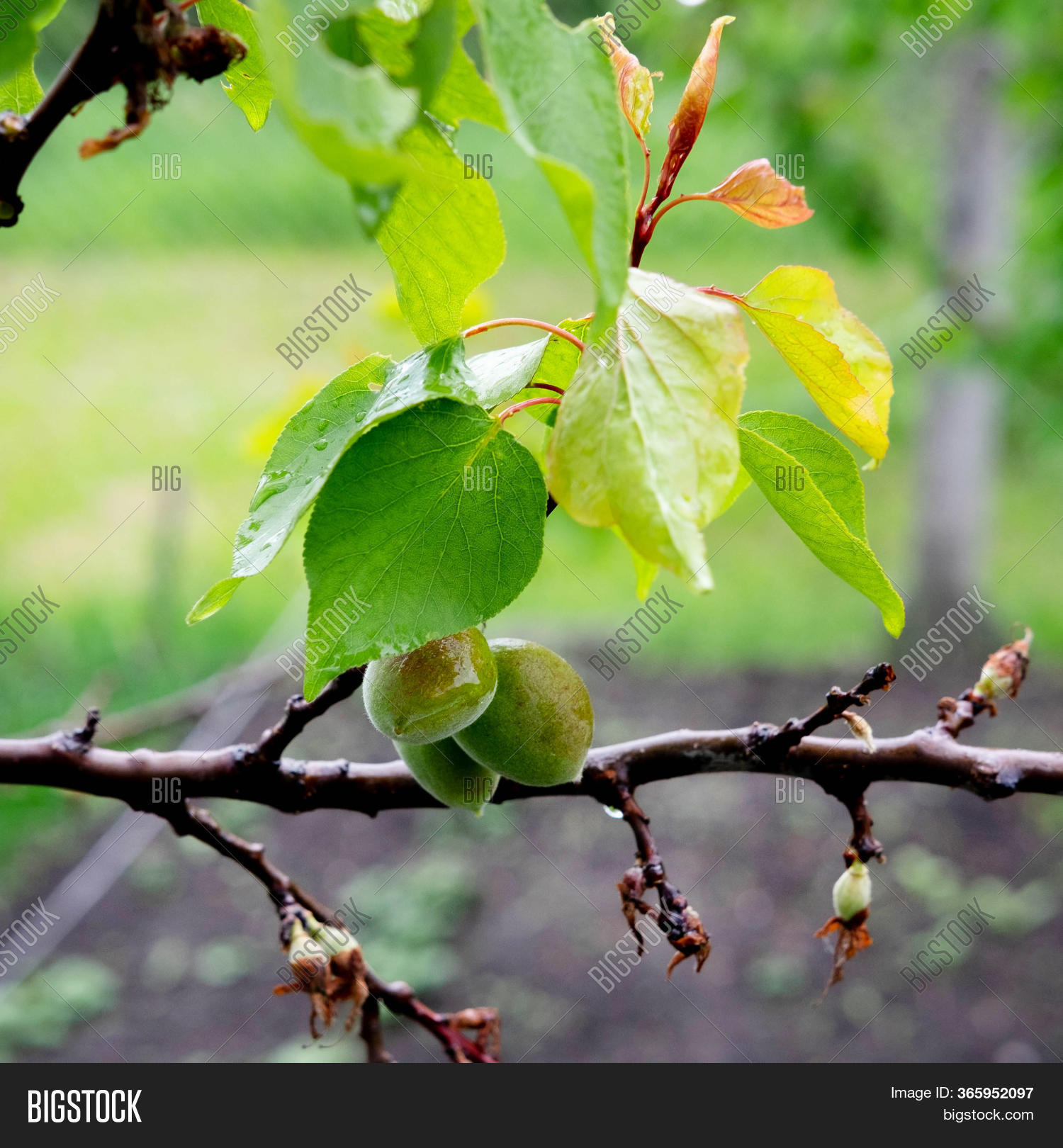 Small Green Apricots Image & Photo (Free Trial) Bigstock