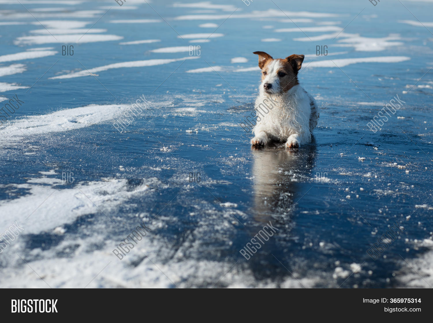 Dog Lies On Ice. Jack Image & Photo (Free Trial) Bigstock