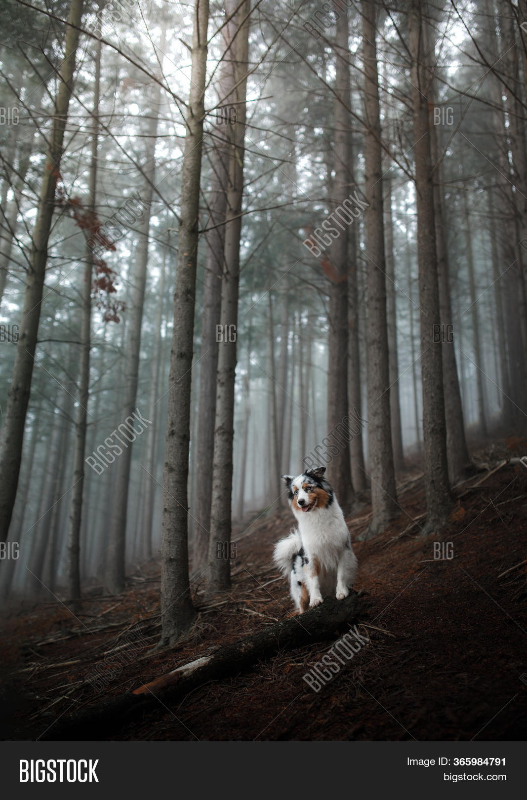 Dog Foggy Forest. Pet Image & Photo (Free Trial) Bigstock