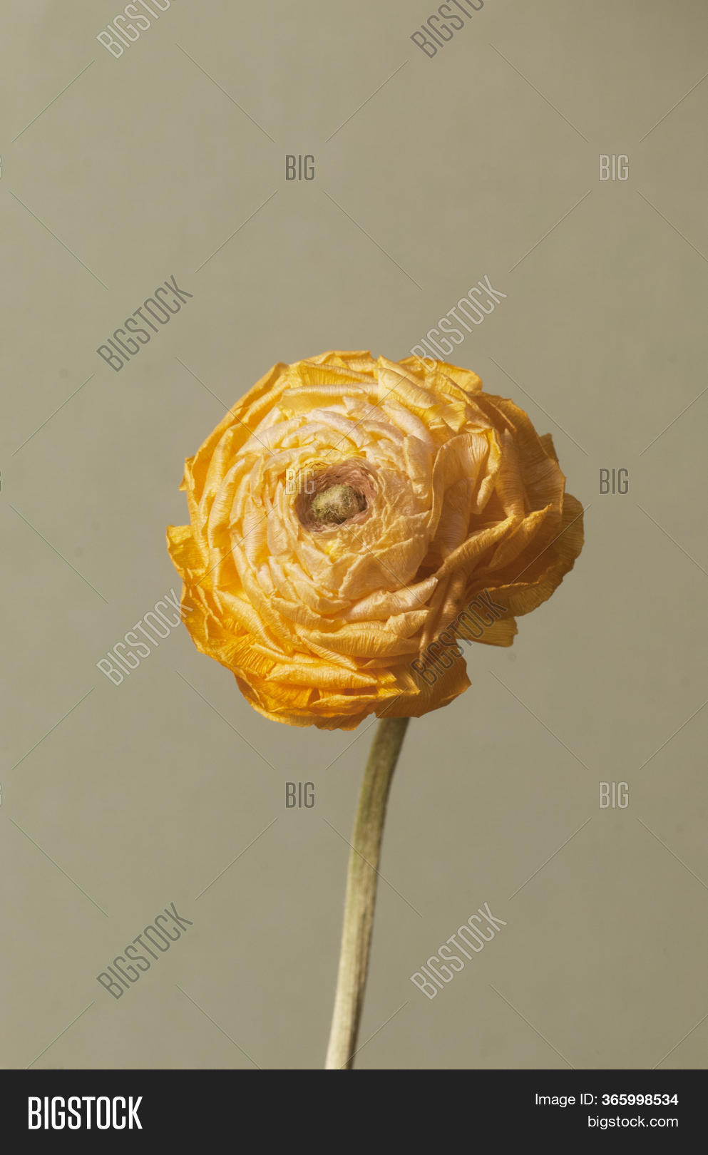 Dry Ranunculus Flower Image & Photo (Free Trial) Bigstock