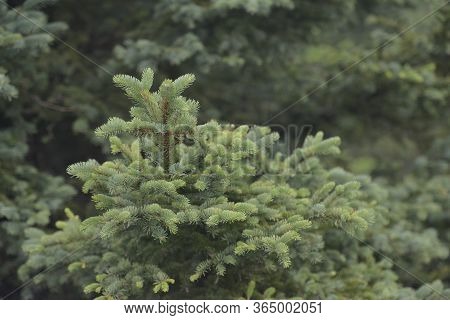 Closeup Of Tender Green Pine Trees In The Forest Of La Pudacuo National Park, Shangri-la, Yunnan