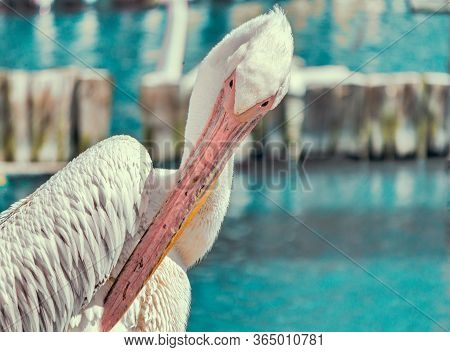 Pink Pelican Cleans Feathers On The Blue Lake