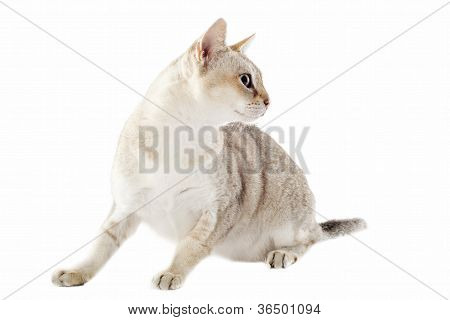 Singapura kat