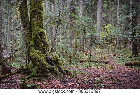 Green Forest Nature. Ancient Green Forest. Nature. Pine Forest. Natural Environment. Forest Nature. 