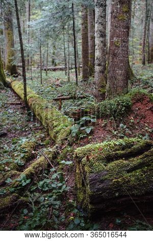 Green Forest Nature. Ancient Green Forest. Nature. Pine Forest. Natural Environment. Forest Nature. 