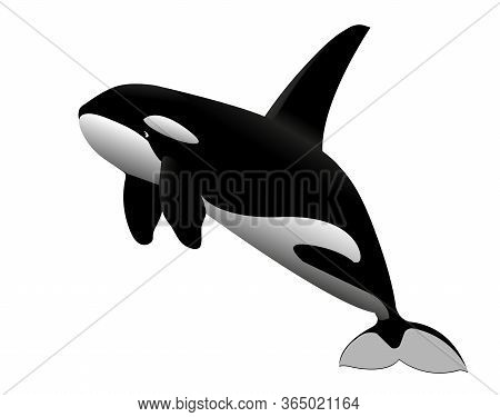 Black & White Young Killer Whale Jumps Out Of The Water, Sea  Mammal Animal, Color Vector Illustrati