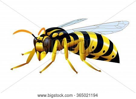 Single Yellow Glossy Striped Common Wasp, Poisonous Insect, Symbol Of Danger, For Logo Or Emblem, Co