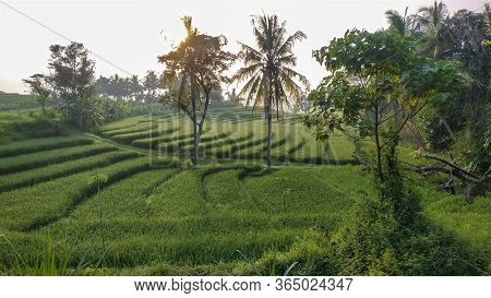 Beautiful View Of Swales Green Rice Fields In Nanggulan, Kulonprogo, Yogyakarta