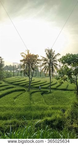 Beautiful View Of Swales Green Rice Fields In Nanggulan, Kulonprogo, Yogyakarta