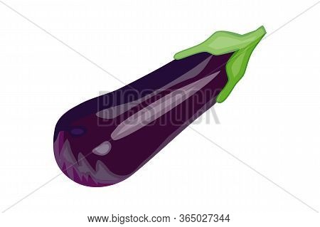 Eggplant Isolated On White Background. Fresh Aubergine Vegetable Icon. Whole Brinjal Edible Fruit. E