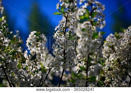 Blooming Cherry Tree In The Garden. Cherry Flowers Close Up.
A Bouquet Flowers. Floral Collage. Flow