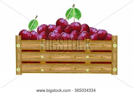 Cherries In Box Isolated On White Background. Crate Of Juicy Berries. Eco Farm, Market, Transportati