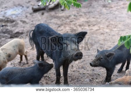 Wild Boar (sus Scrofa Ferus) Looking At Camera. Wildlife In Natural Habitat. Big Boar Looking For Fo