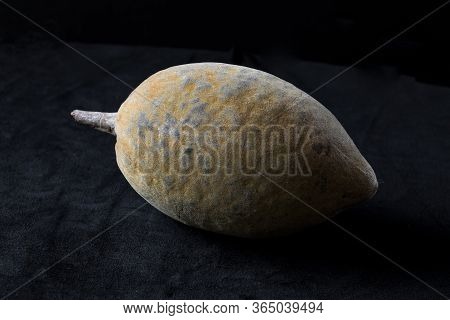 The Large Fruit Of An African Baobab Tree - The Pulp Of These Fruits Is Edible, Tasty And Healthy  A