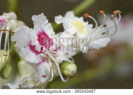 Horse Chestnut - Aesculus Hippocastanum 
Closeup Of Flowers