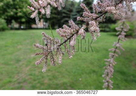 Buds And Pink Flowers Of Tamarix Ramosissima In Mid May
