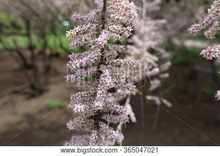 Closeup Of Blossoming Branch Of Tamarix Ramosissima In Mid May