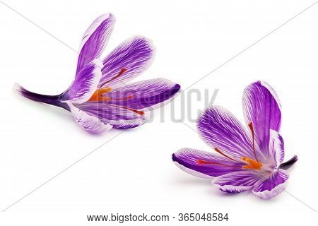 Saffron Spice Flowers Isolated On White Background