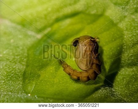 Pupa Of A Mosquito, Close Up Shot.