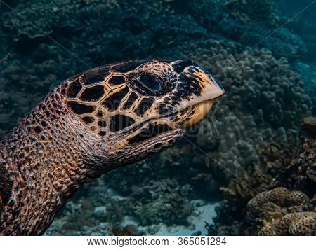 Close Up Head Shot Of A Hawksbill Sea Turtle (eretmochelys Imbricata).