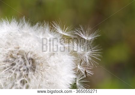 Close Up Macro Of Dropping Off Taraxacum (also Known As Dandelion) Seeds Against A Green Lawn Backgr