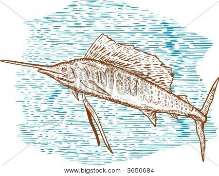 Sailfish