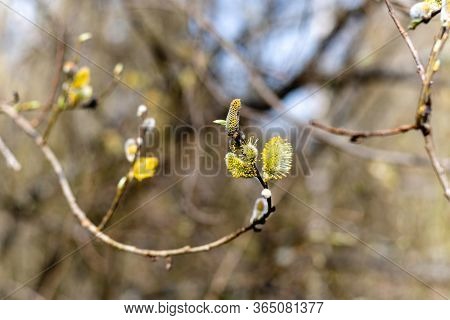 Spring Blooming Willow Flowers. Sunny Day In The Forest.