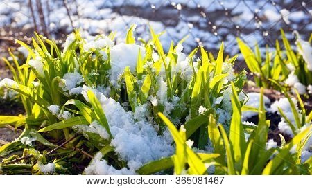 Sprouted Young Grass In The Morning Sun Stands Under The Freshly Fallen Snow. Season Change In Natur