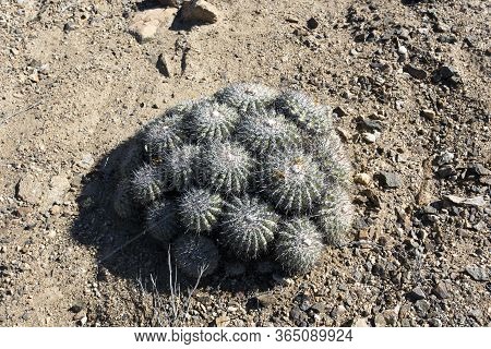 Desert Cactus In Pan De Azucar Park, North Of Chile