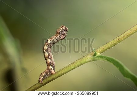 Caterpillar Creeps On A Green Stalk In The Forest, Macro