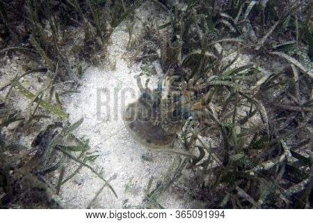 A Jellyfish In The Sand Of The Sea In Togian Islands, Indonesia