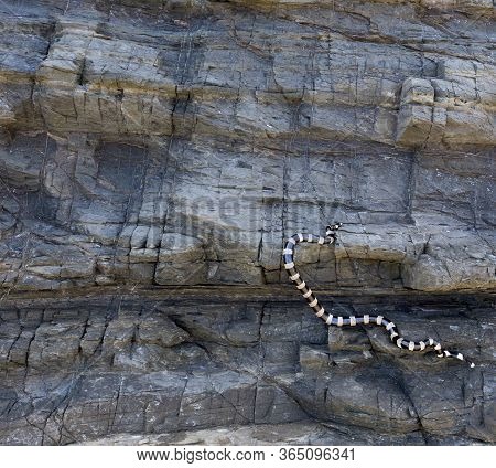 The New Caledonian Sea Krait On A Rock